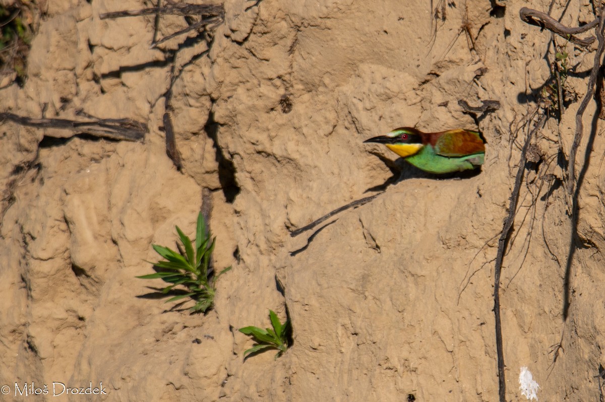 European Bee-eater - ML620912445