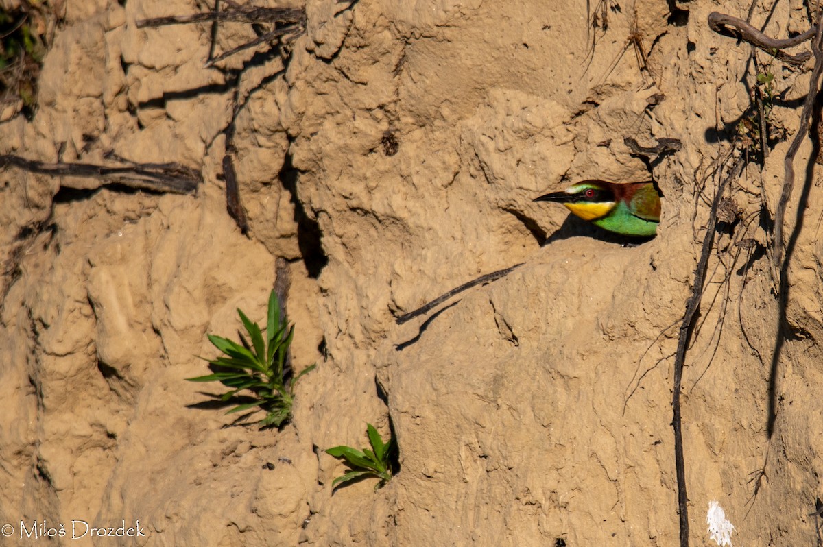 European Bee-eater - ML620912446