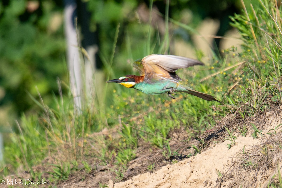 European Bee-eater - ML620912447