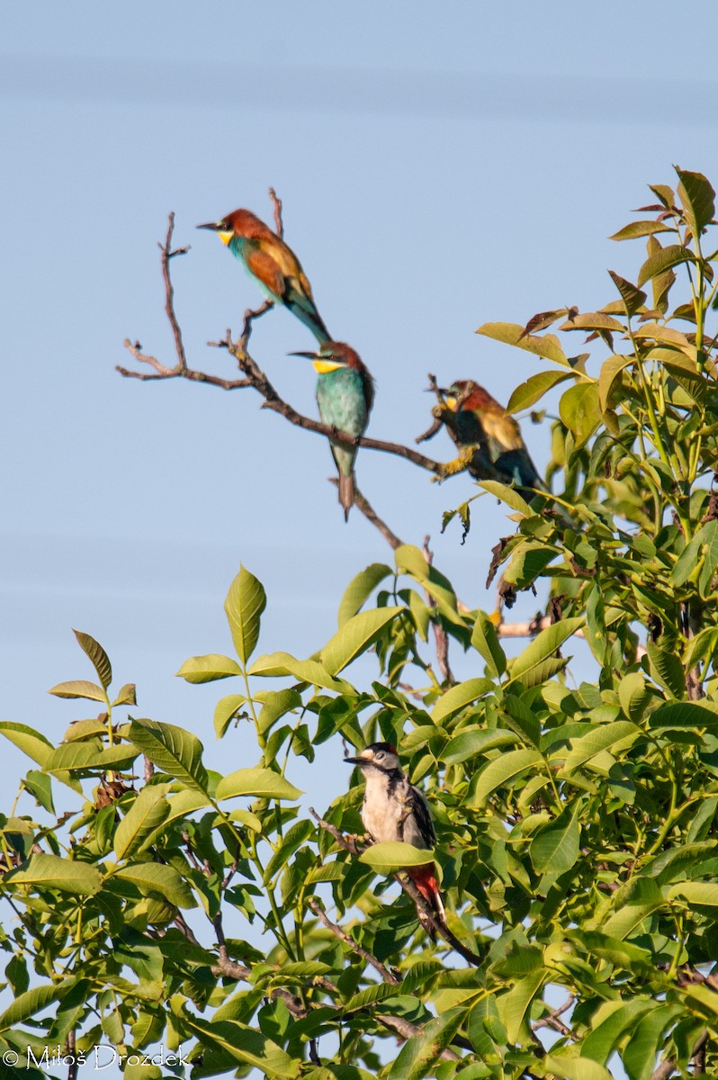 European Bee-eater - ML620912449