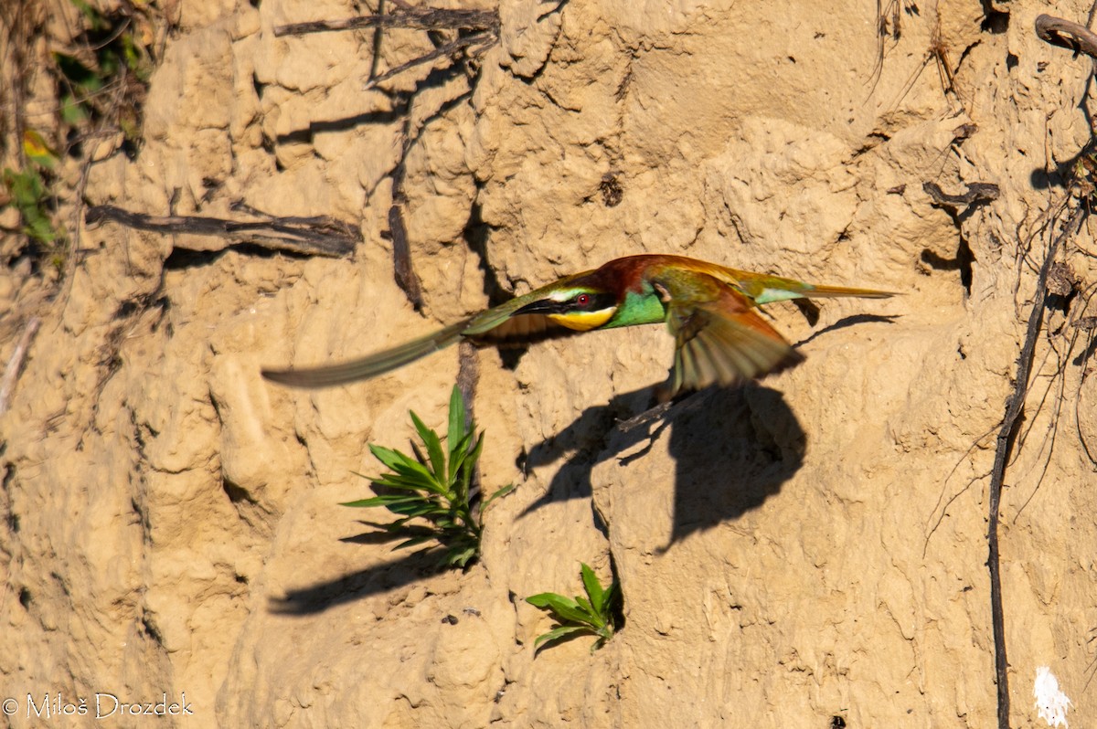 European Bee-eater - ML620912451