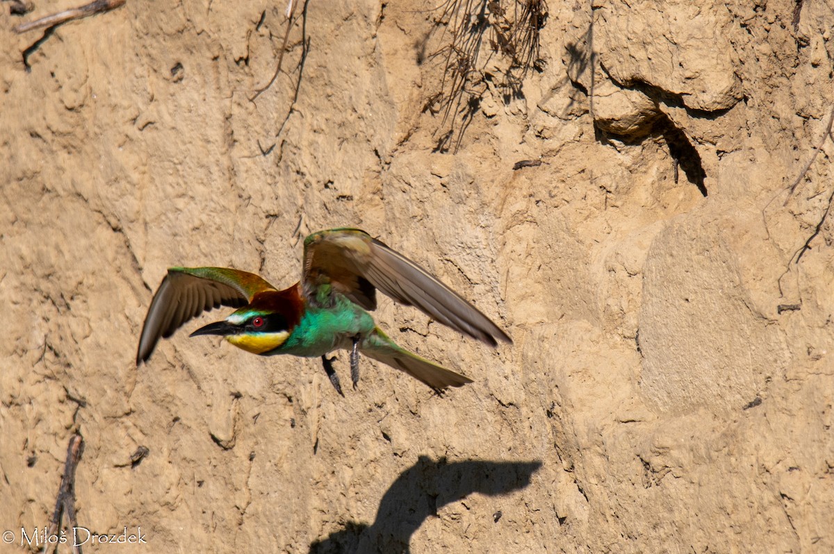 European Bee-eater - ML620912452