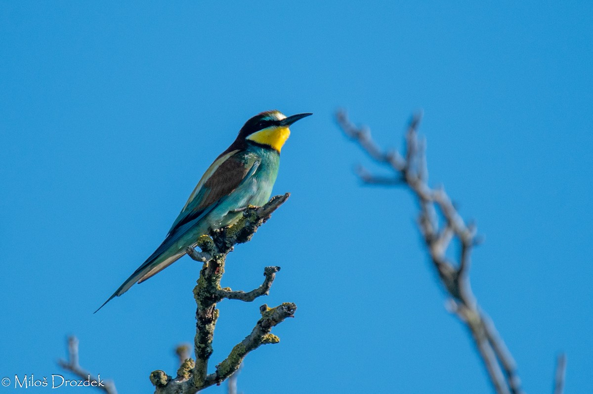 European Bee-eater - ML620912453