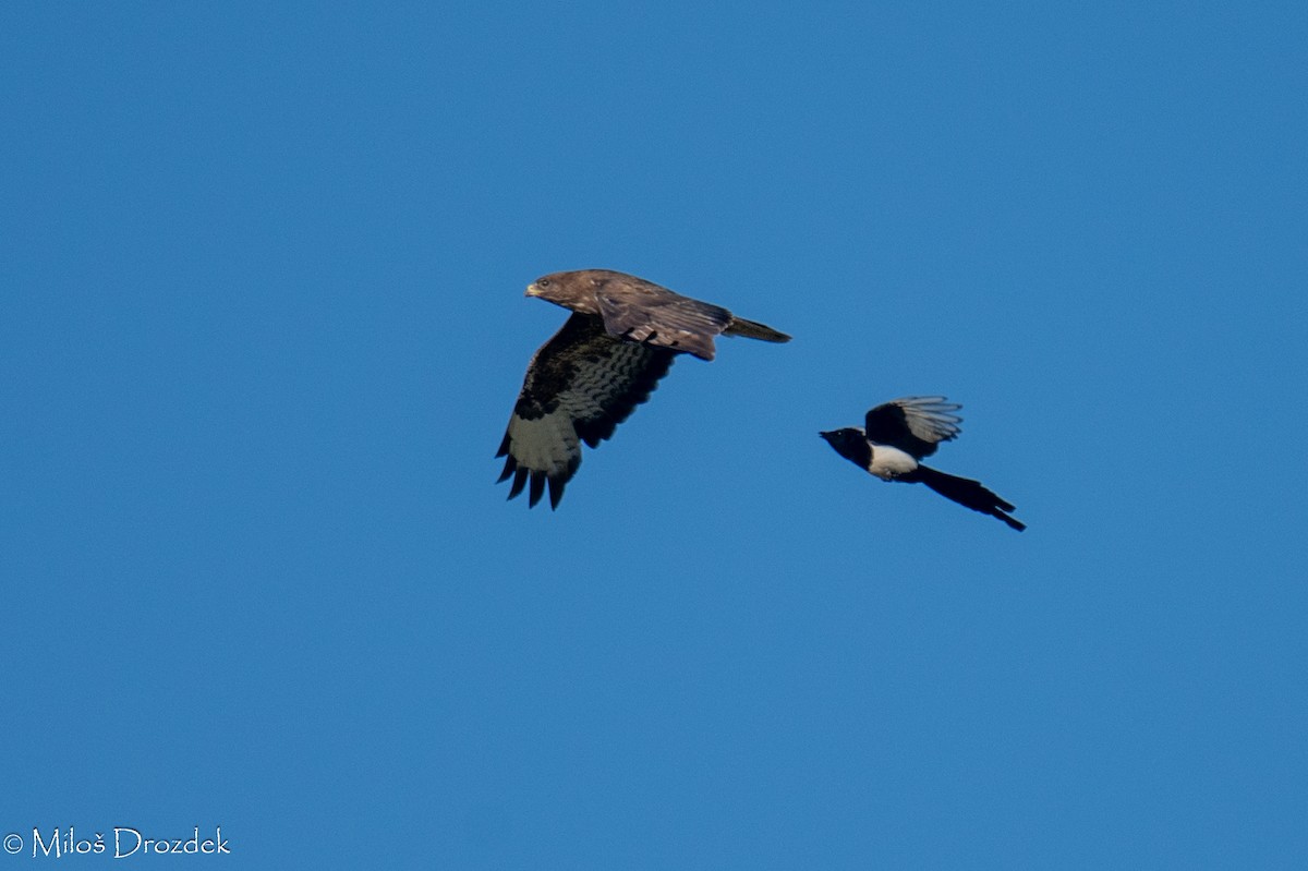 Common Buzzard - ML620912454