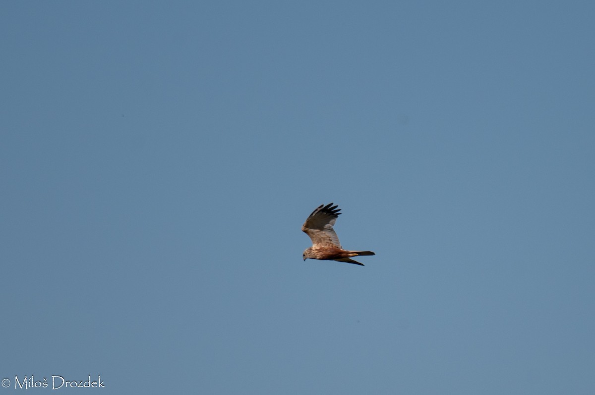 Western Marsh Harrier - ML620912457