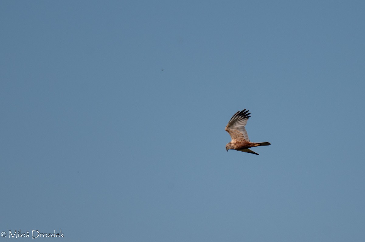 Western Marsh Harrier - ML620912458