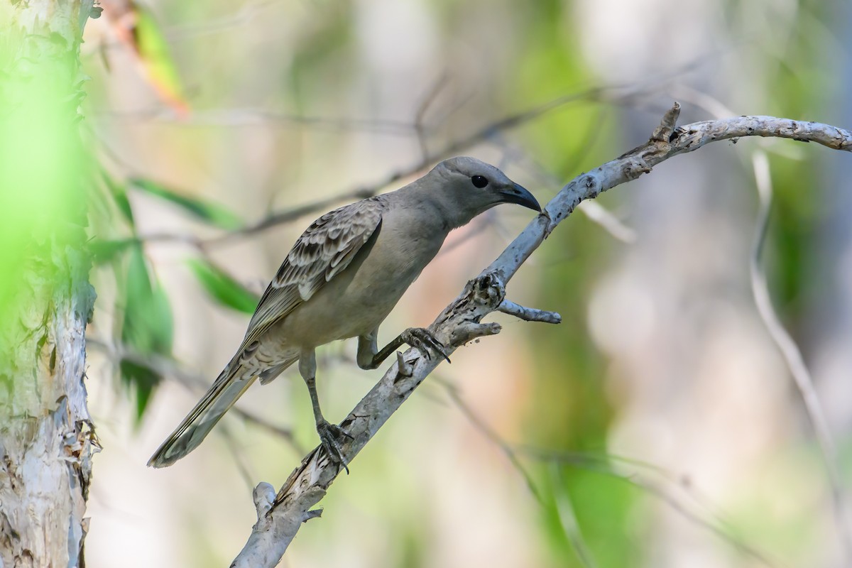 Great Bowerbird - ML620912459