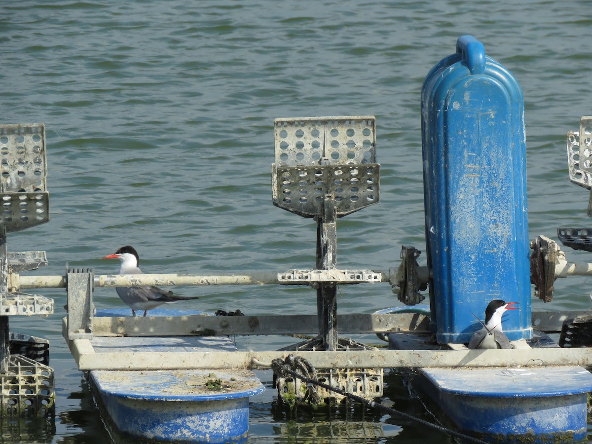 Common Tern - ML620912461