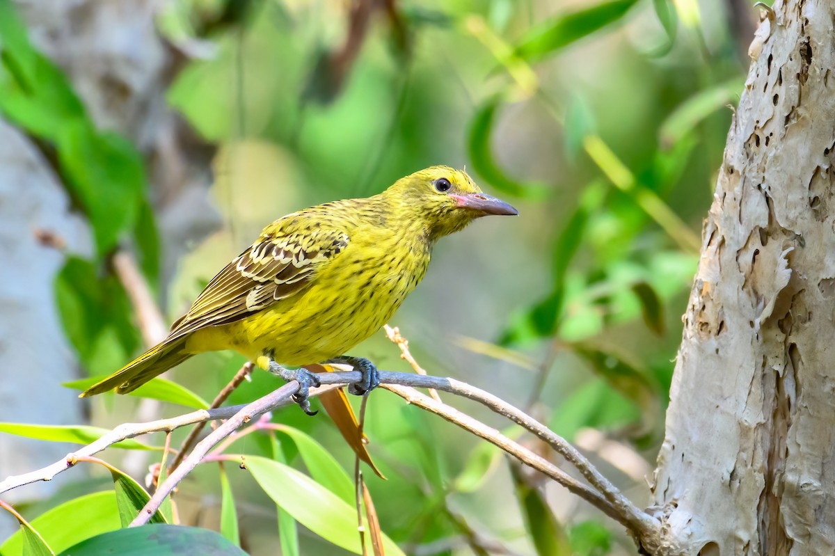 Green Oriole - ML620912464