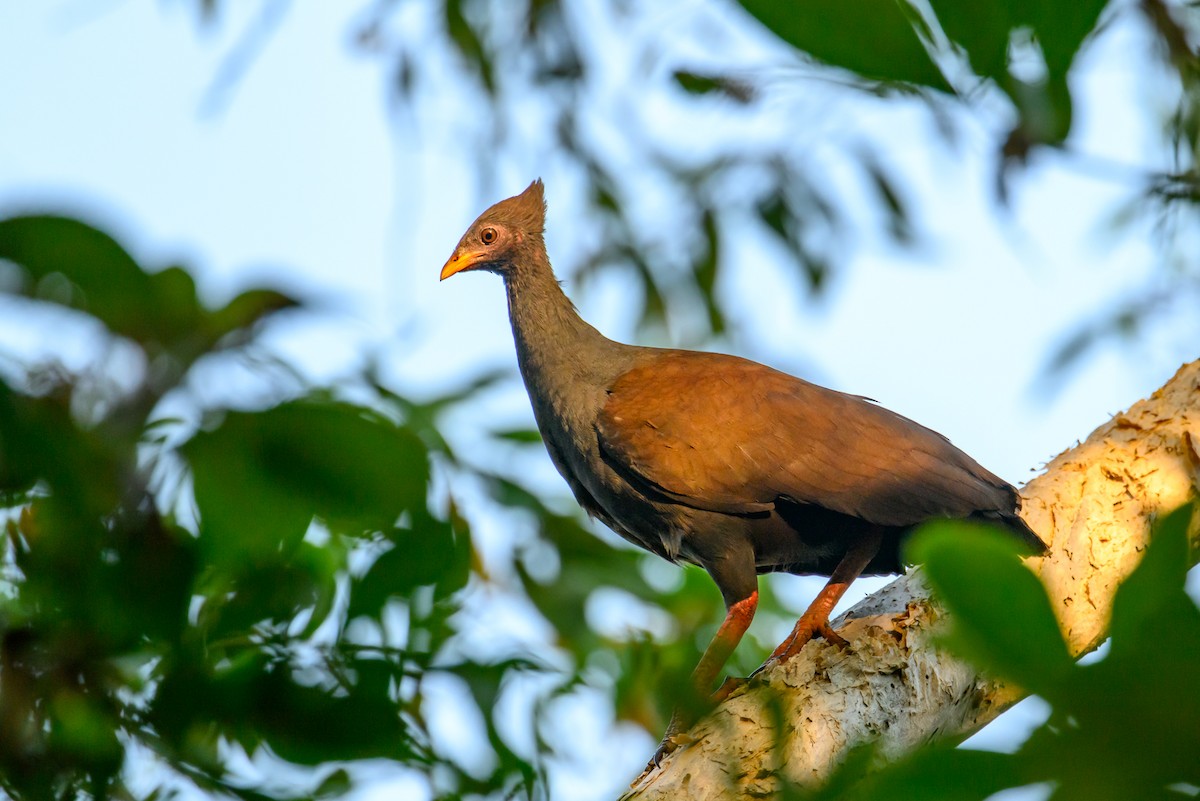 Rotbein-Großfußhuhn - ML620912469