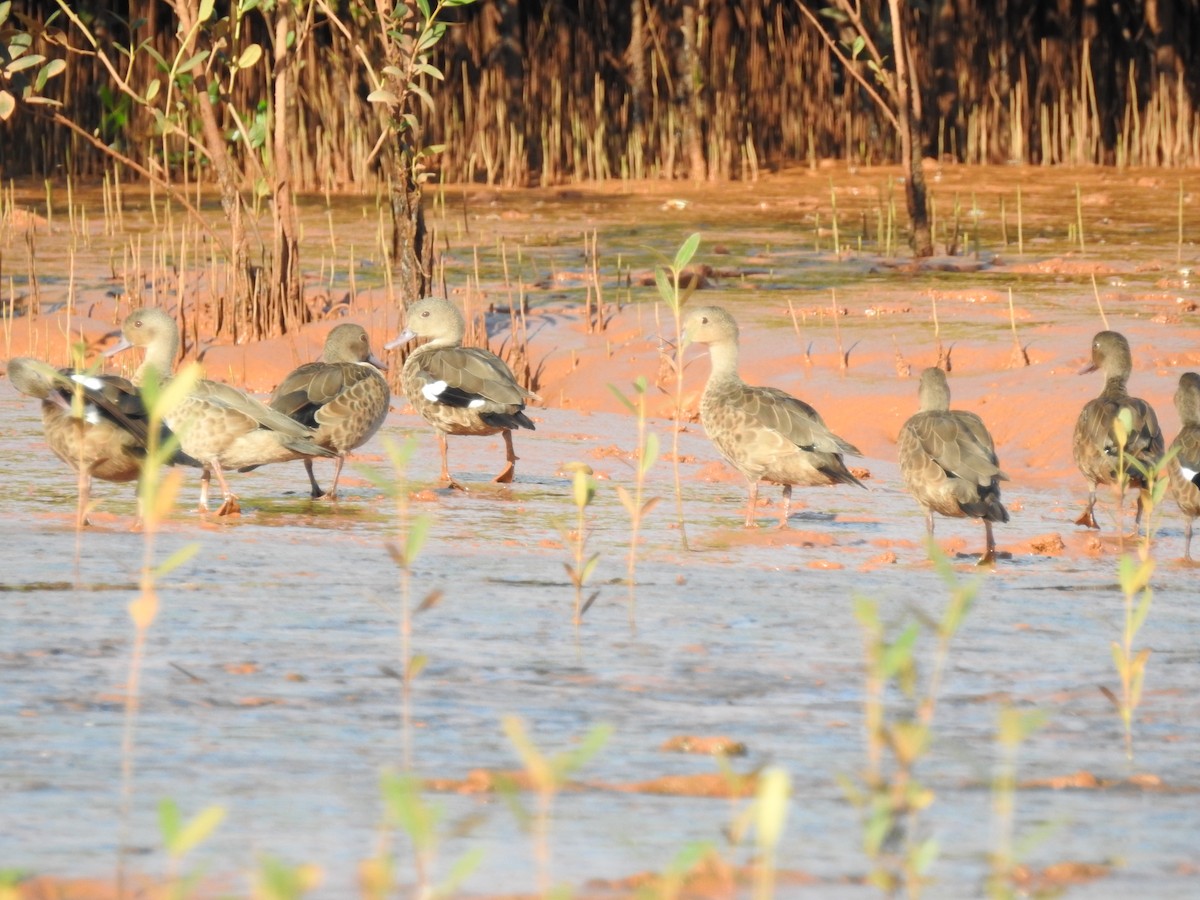 Bernier's Teal - ML620912472