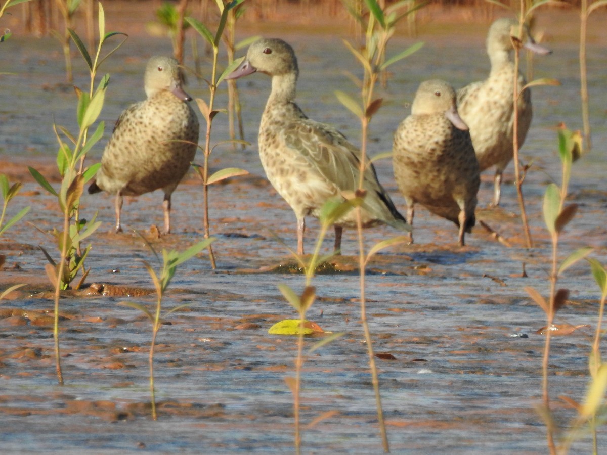 Bernier's Teal - ML620912474