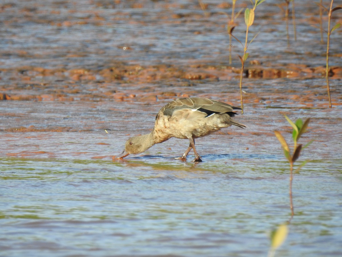 Bernier's Teal - ML620912477