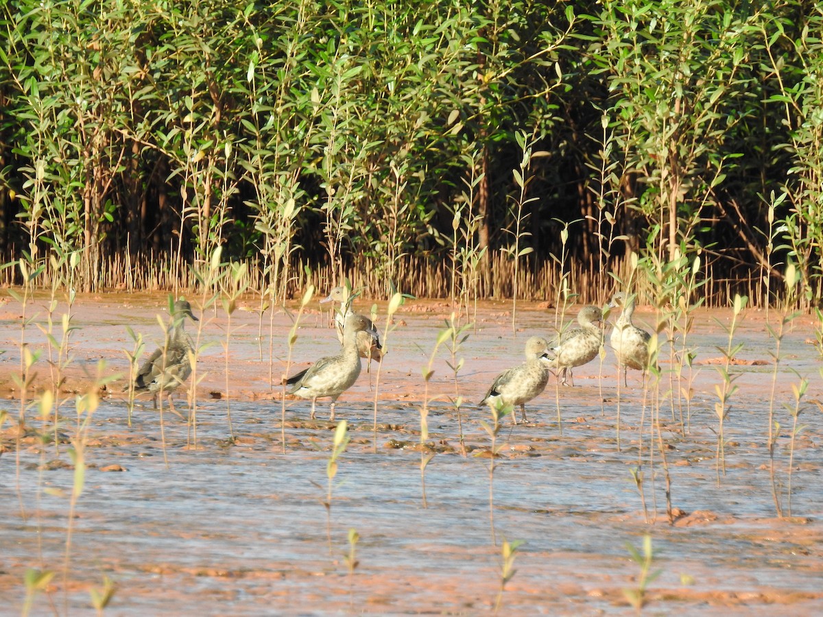 Bernier's Teal - ML620912478