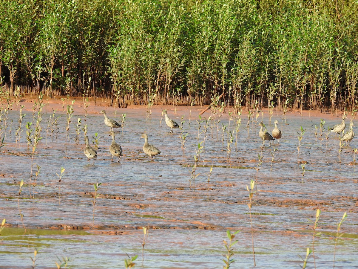 Bernier's Teal - ML620912480