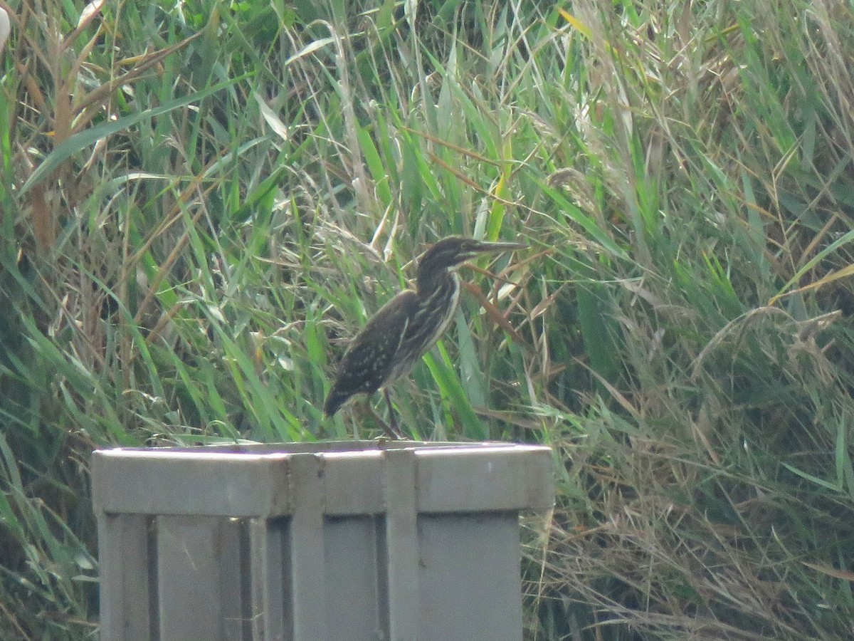 Striated Heron - ML620912481