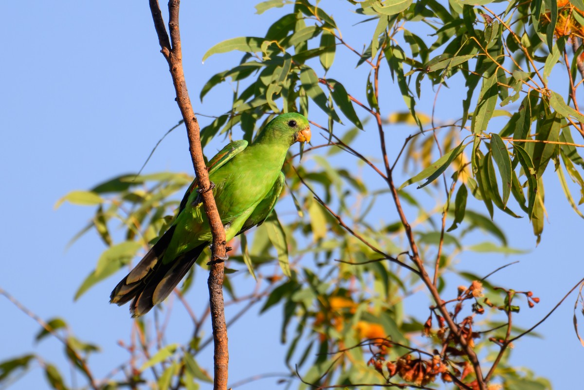 Red-winged Parrot - ML620912484