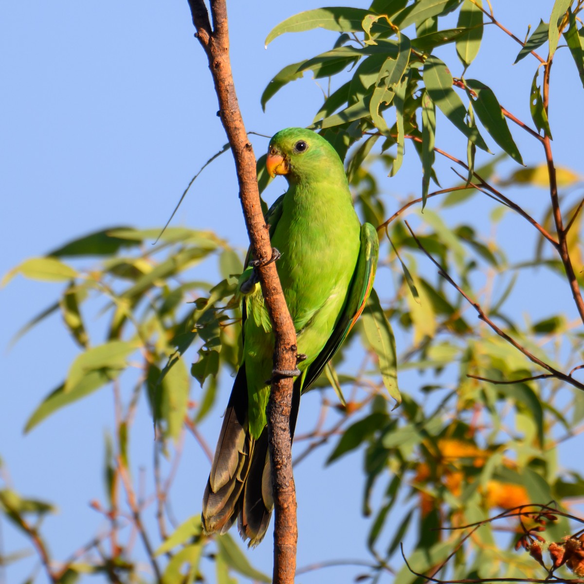 Red-winged Parrot - ML620912485