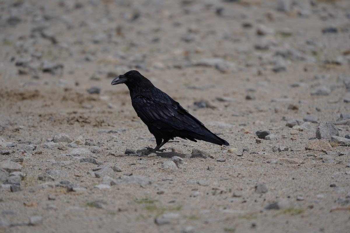 Common Raven - ML620912486