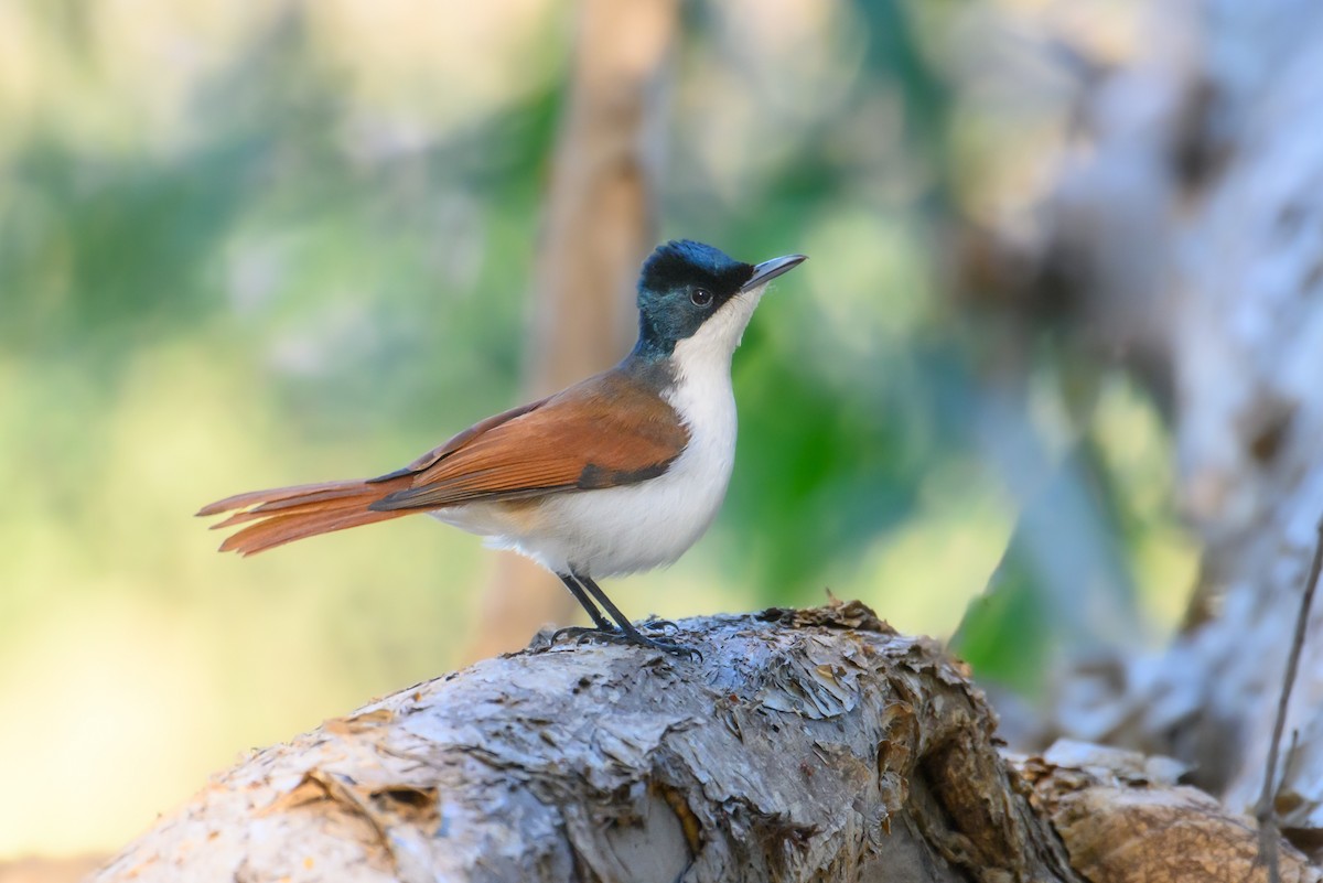 Shining Flycatcher - ML620912489