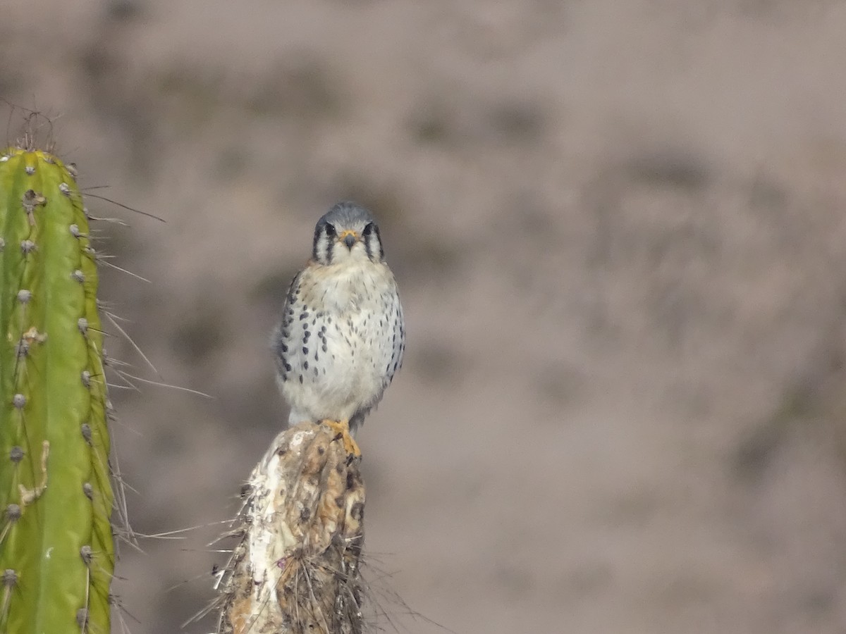 American Kestrel - ML620912491