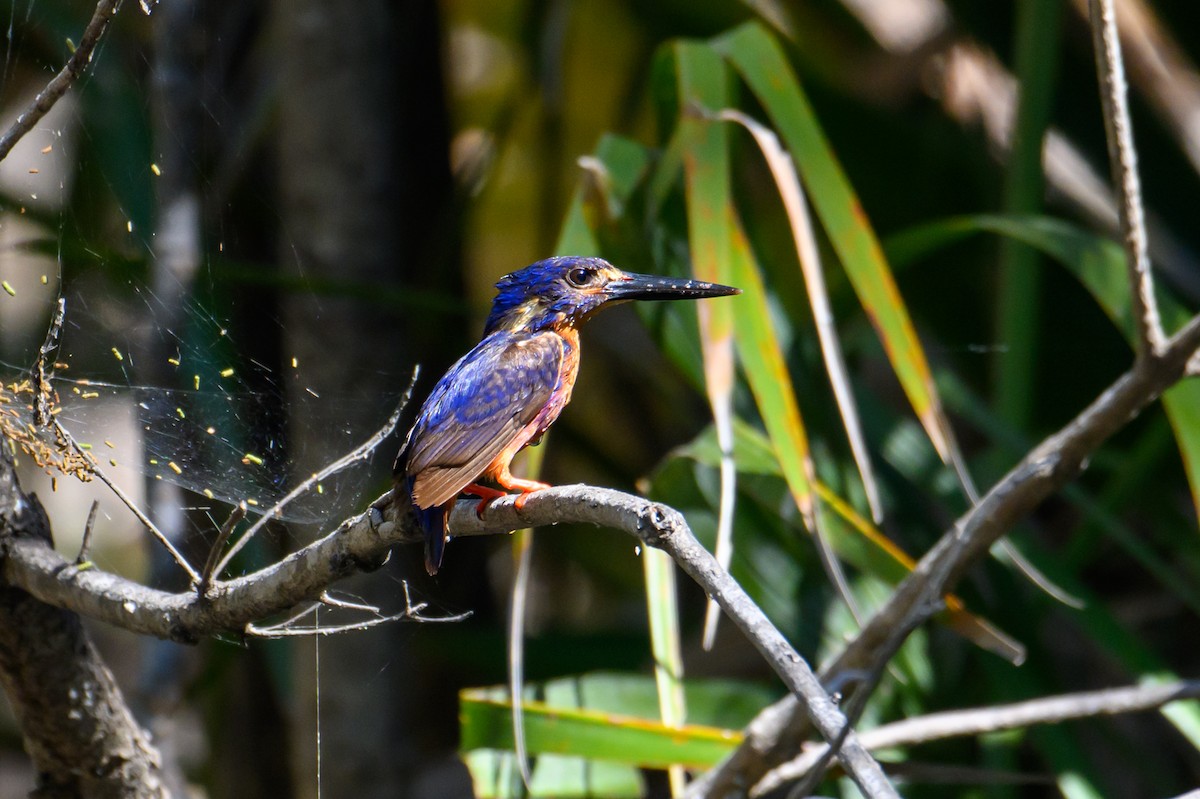 Azure Kingfisher - ML620912497