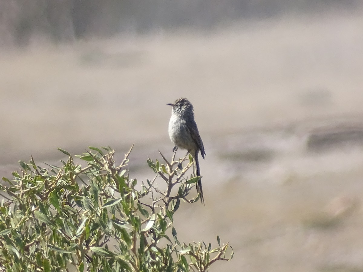 Plain-mantled Tit-Spinetail (berlepschi) - José Ignacio Catalán Ruiz