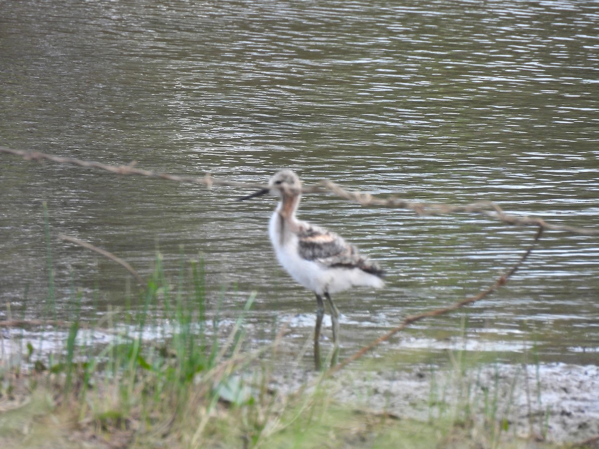 American Avocet - ML620912501