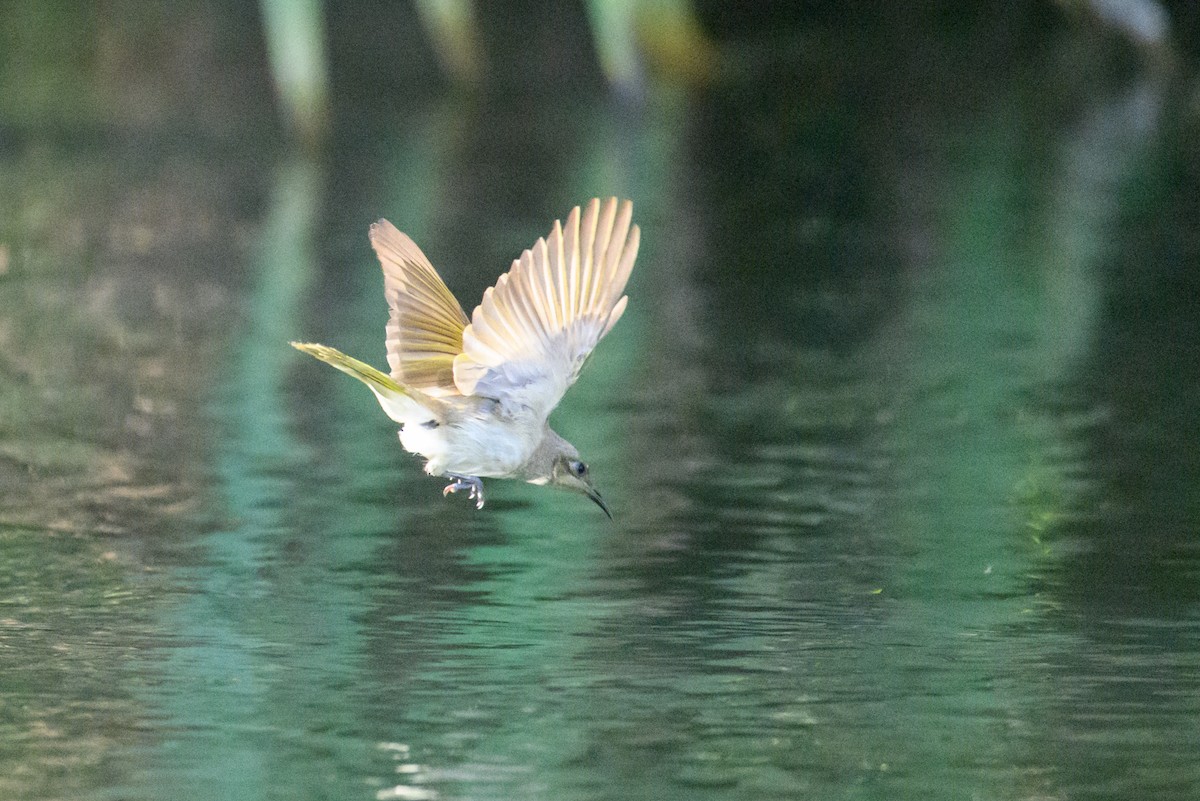 Brown Honeyeater - ML620912503