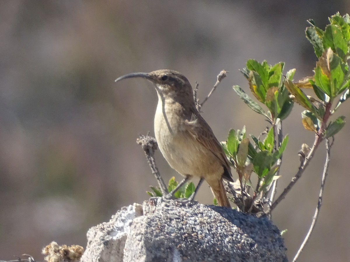 Buff-breasted Earthcreeper - ML620912504