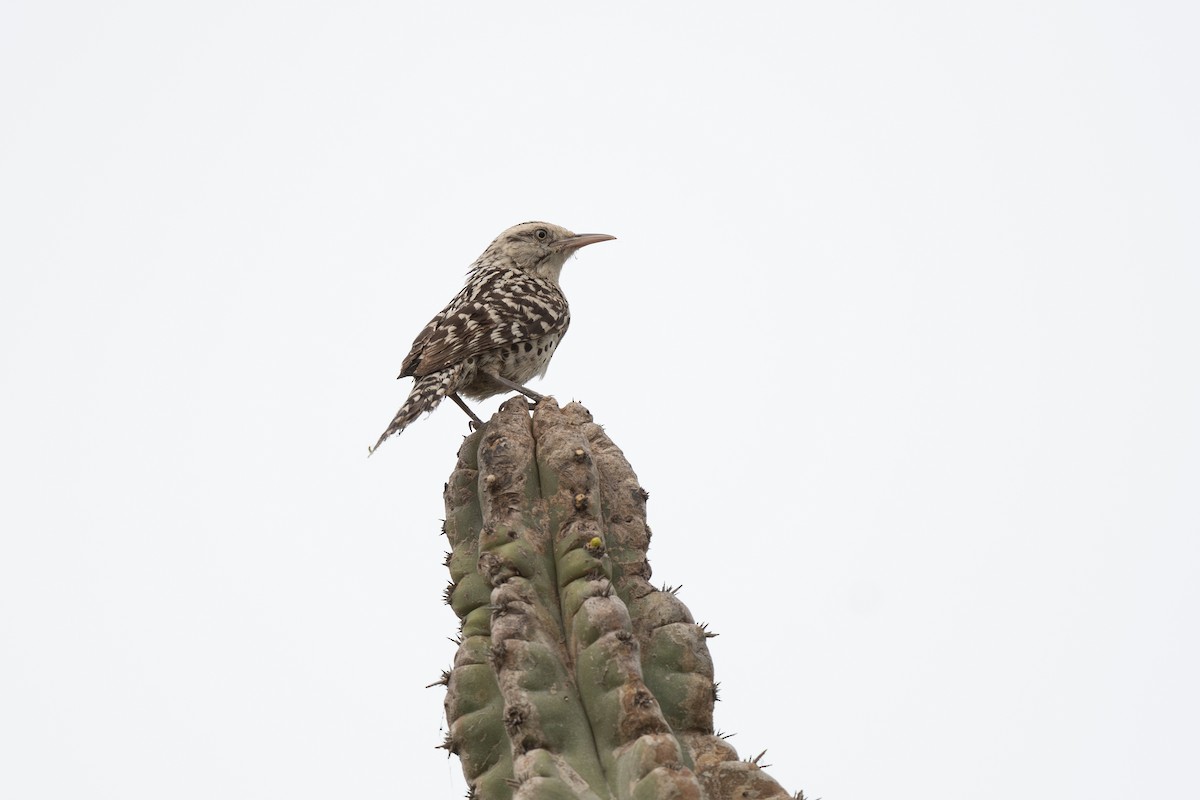 Stripe-backed Wren - ML620912505