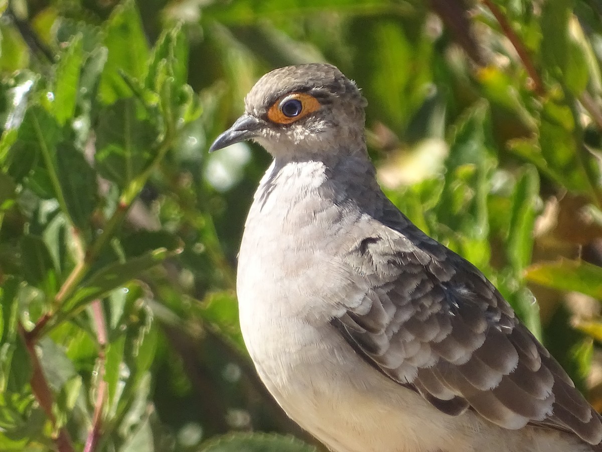 Nacktgesichttäubchen - ML620912509