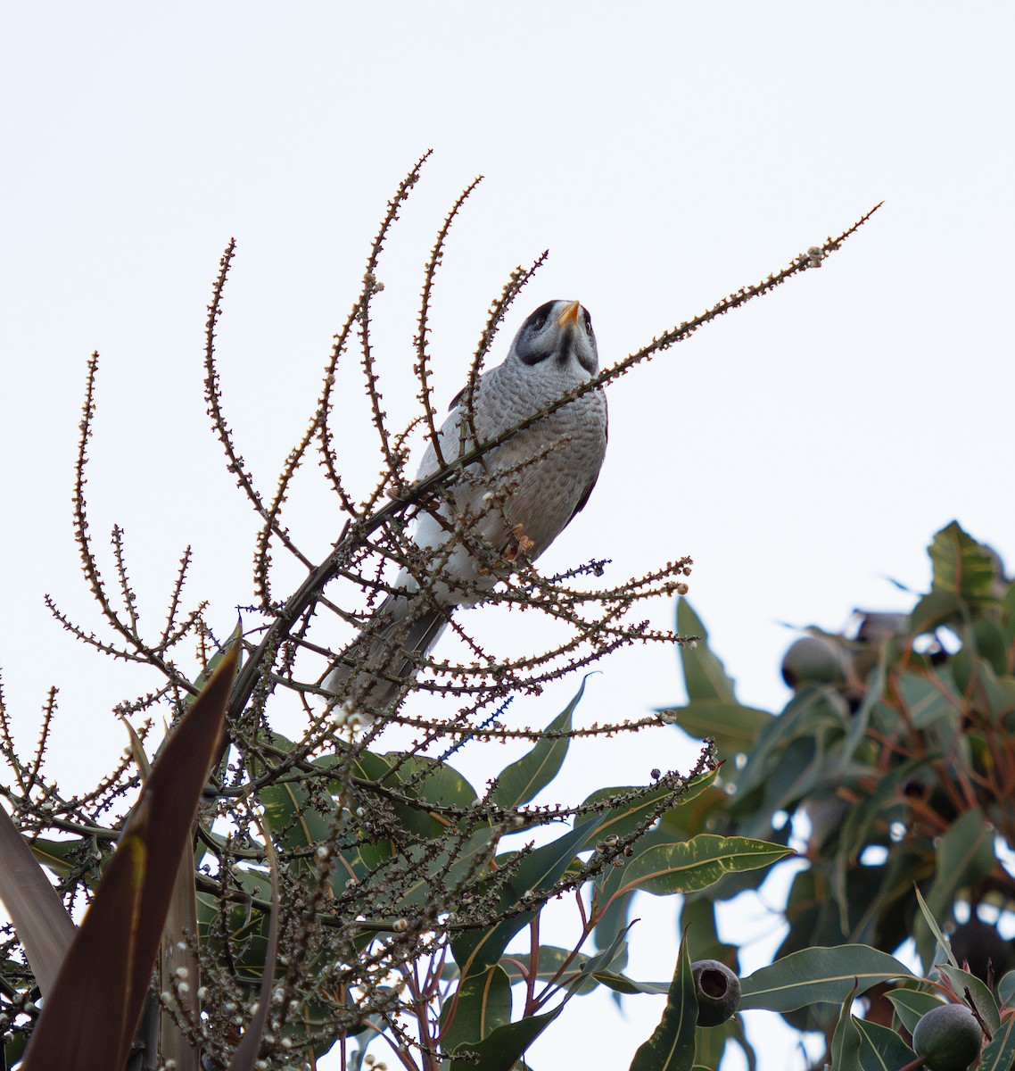 Noisy Miner - ML620912511