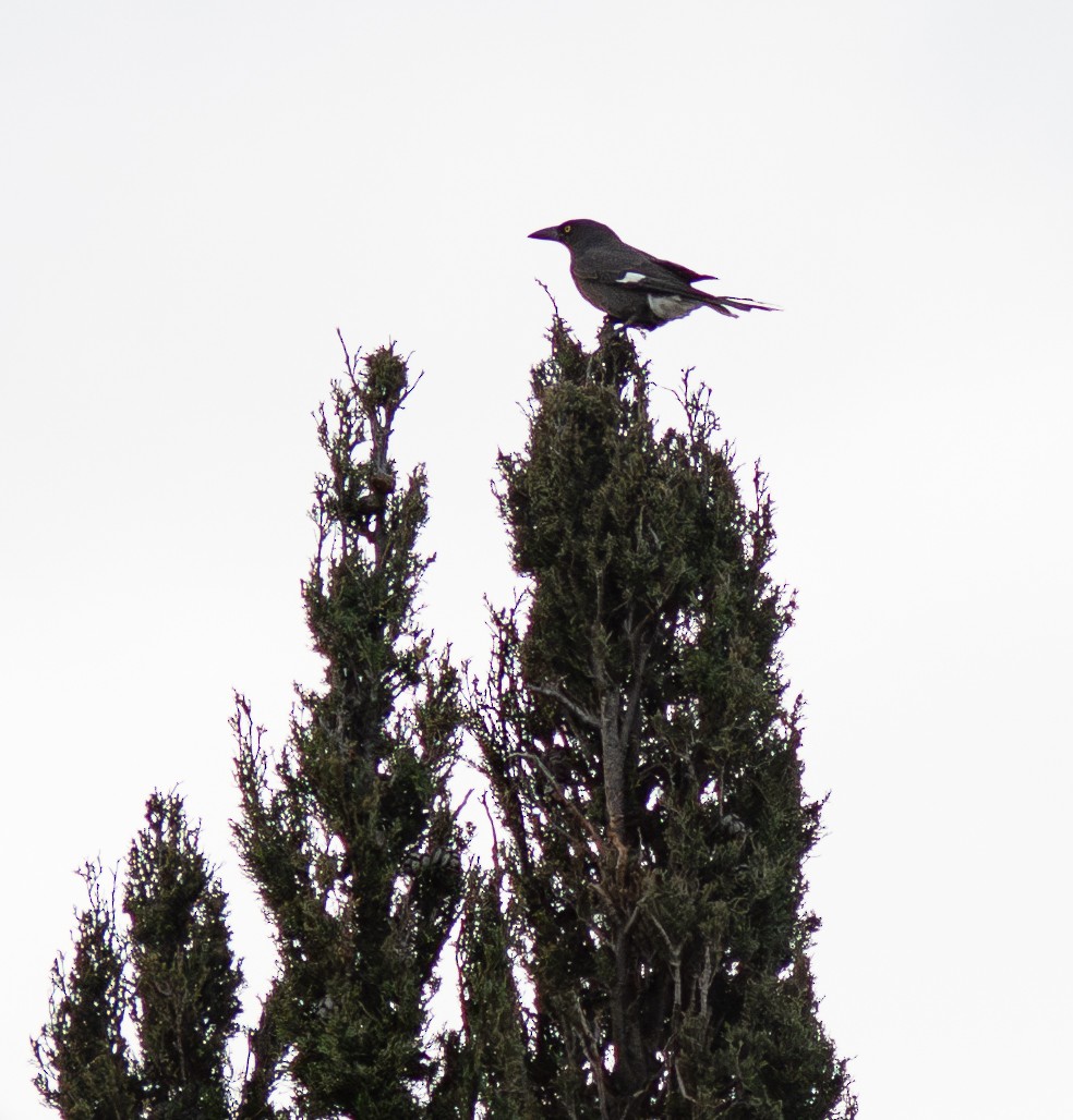 Pied Currawong - Tania Splawa-Neyman