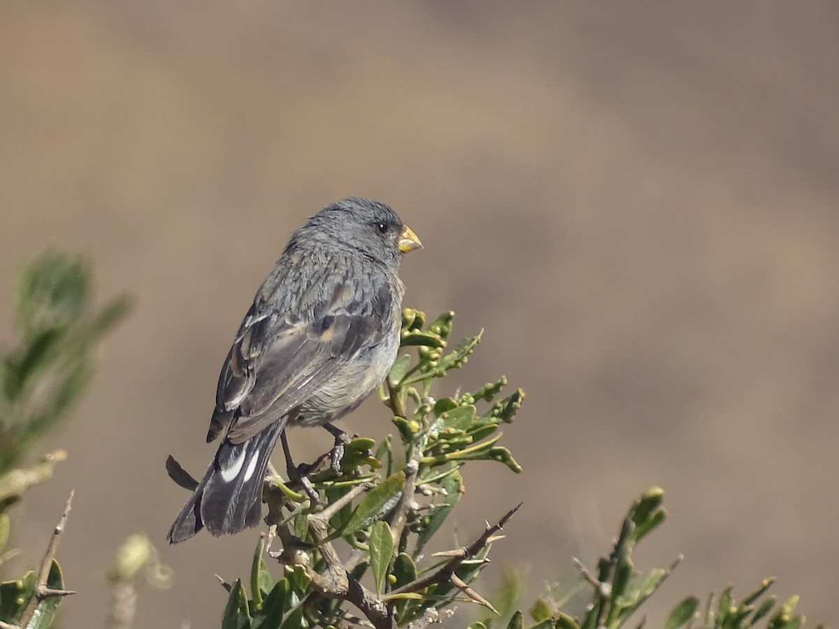 Band-tailed Seedeater - ML620912514
