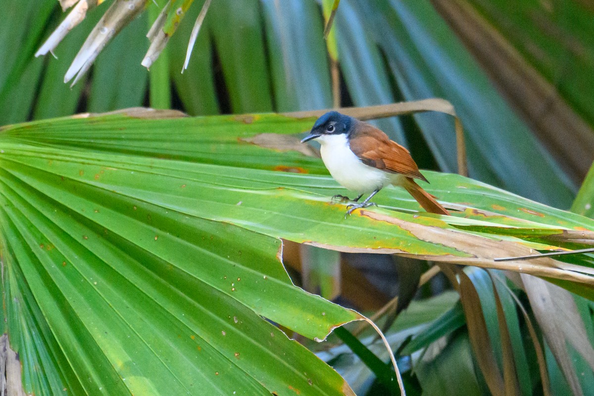 Shining Flycatcher - ML620912517