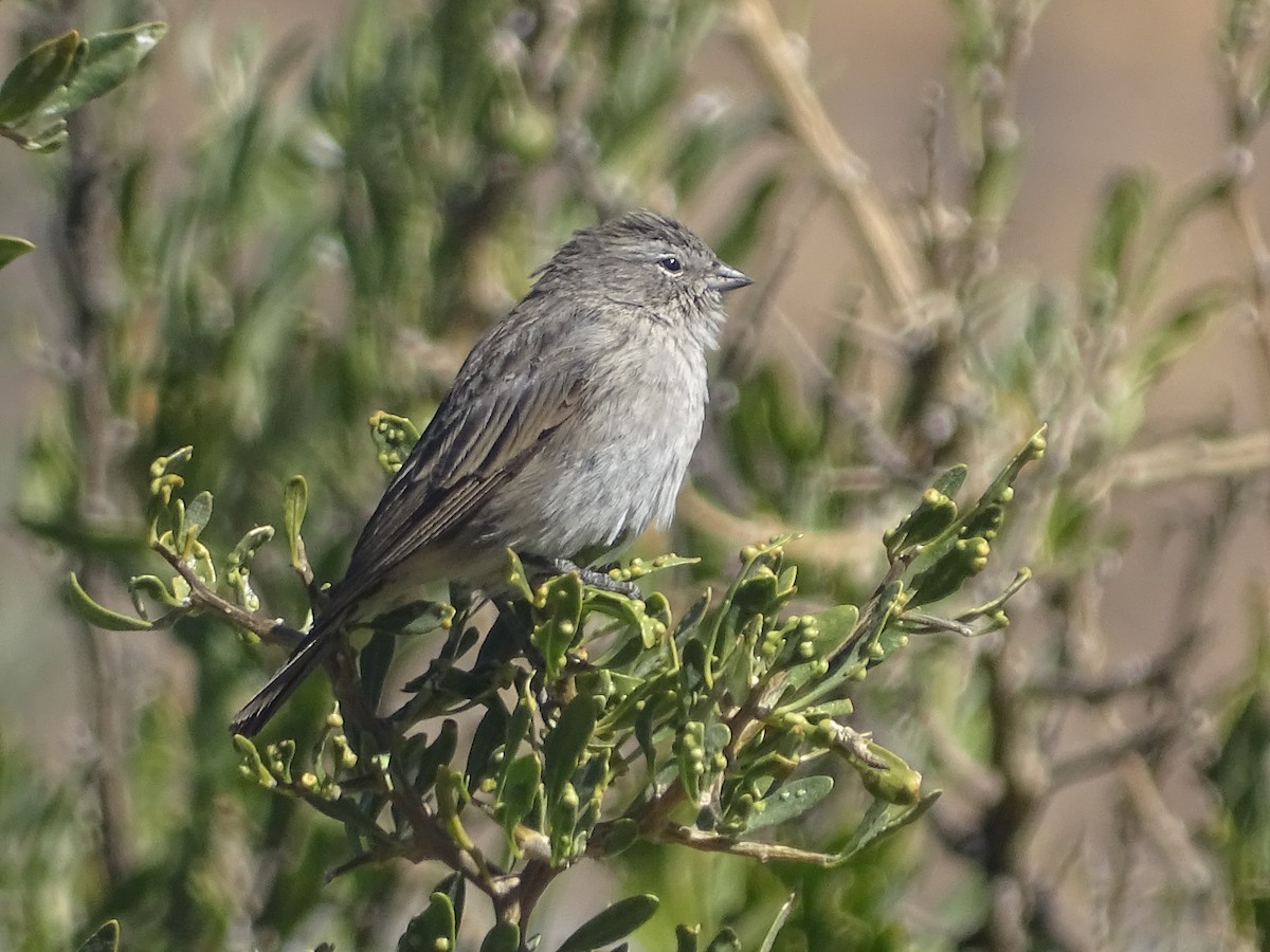 Ash-breasted Sierra Finch - ML620912518