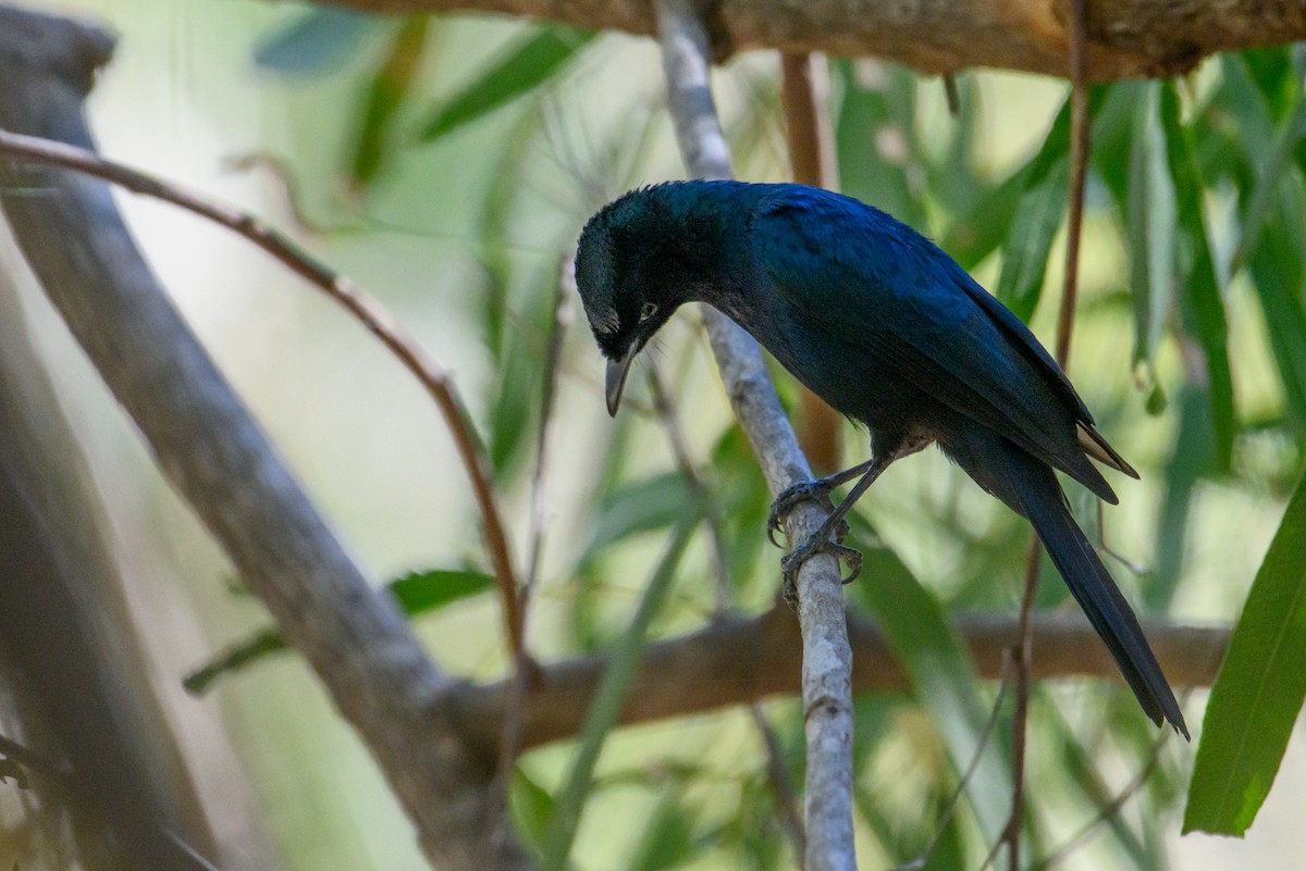 Shining Flycatcher - Mark Lethlean