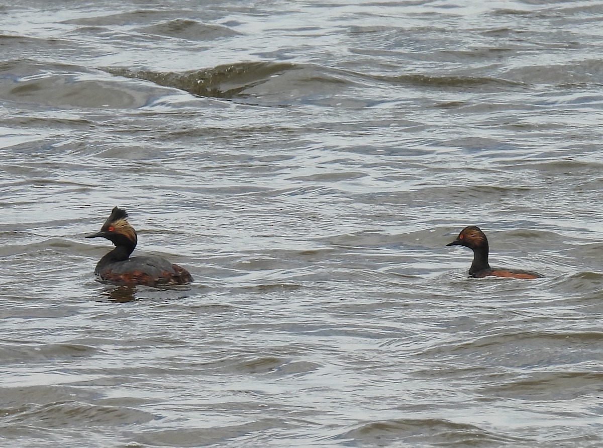 Eared Grebe - ML620912520