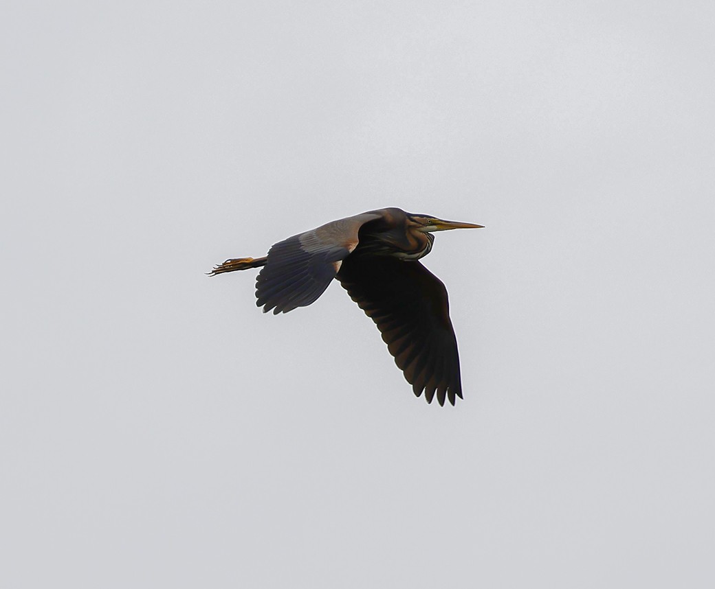 Purple Heron - ML620912521