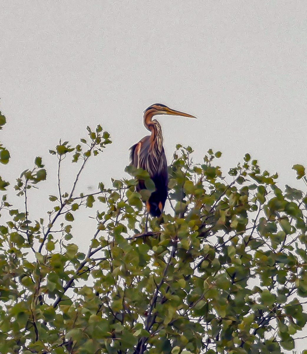 Purple Heron - ML620912522