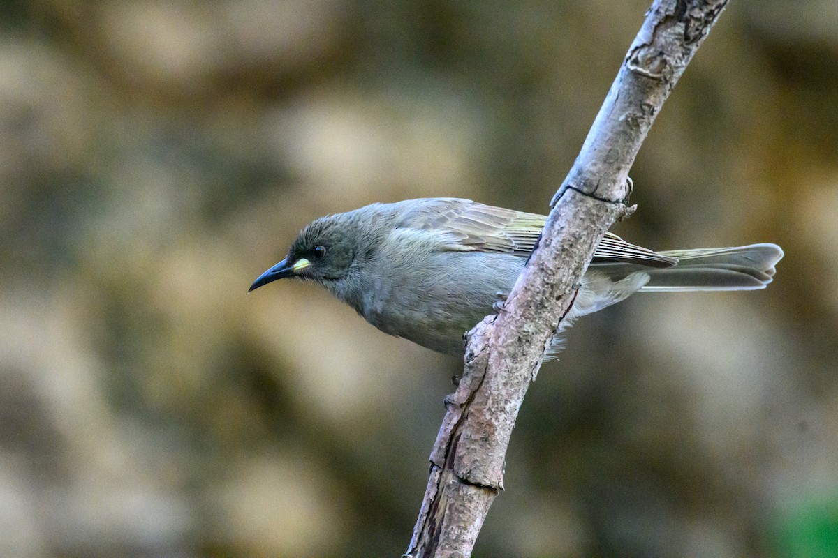 White-gaped Honeyeater - ML620912523