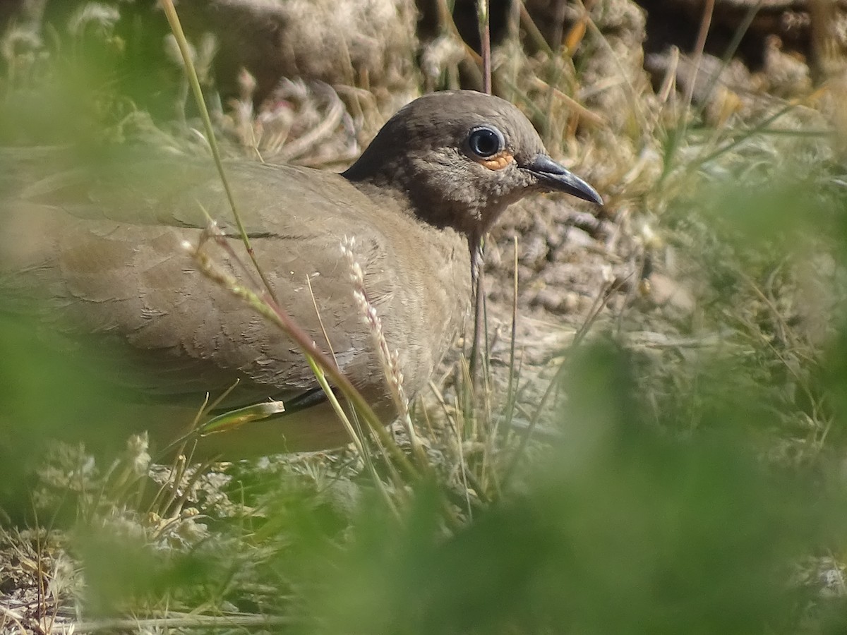 Black-winged Ground Dove - ML620912526