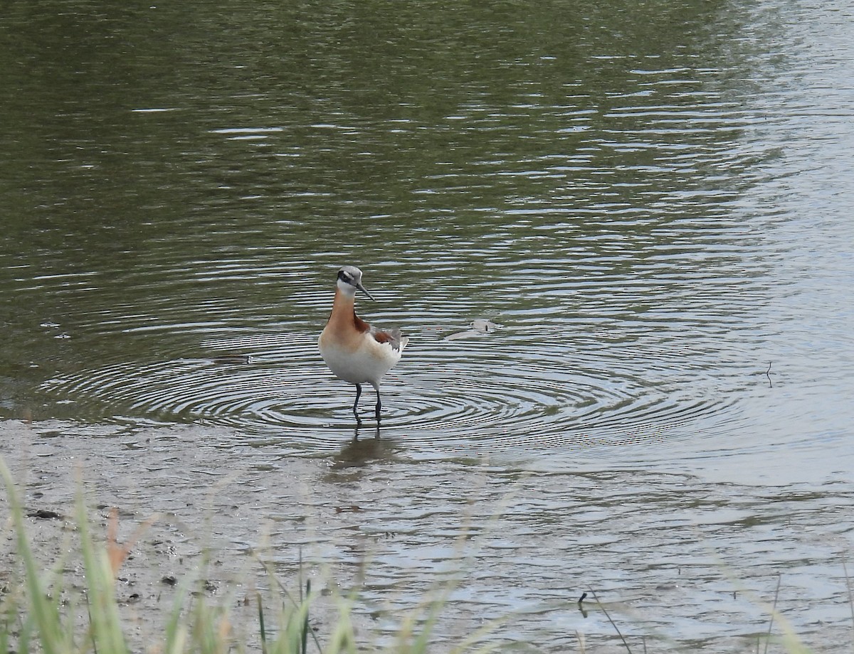 Wilson's Phalarope - Carol Bell