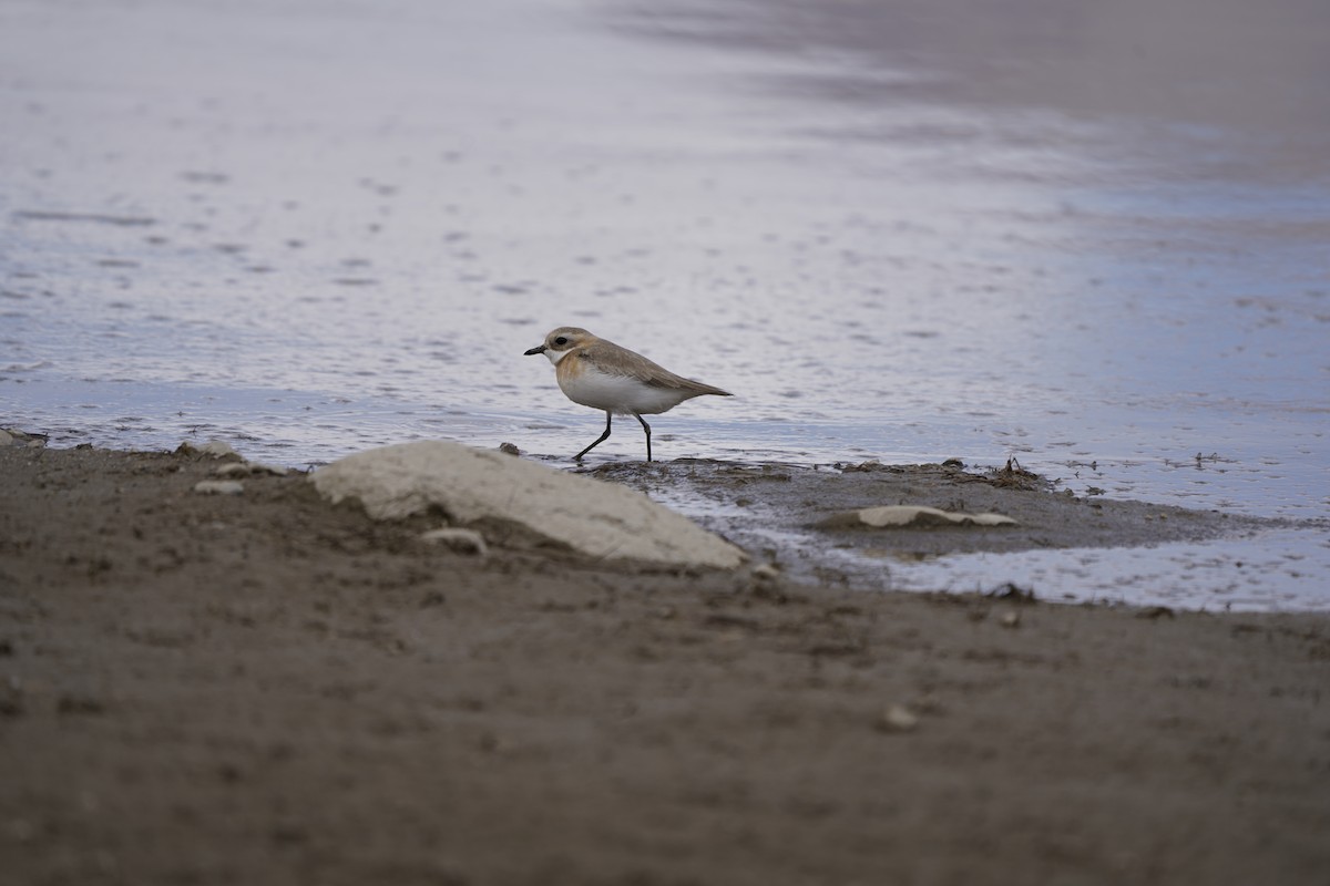 Tibetan Sand-Plover - ML620912533