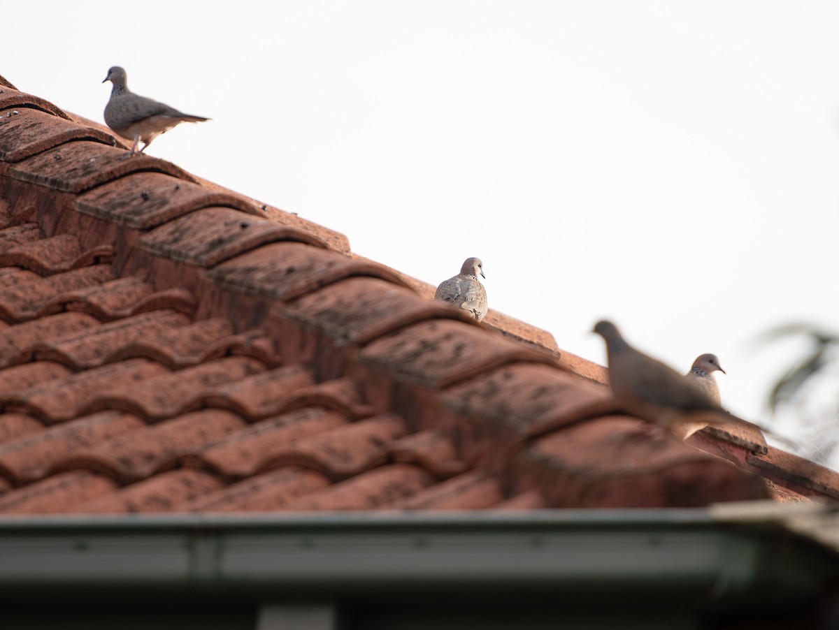 Spotted Dove - Tania Splawa-Neyman