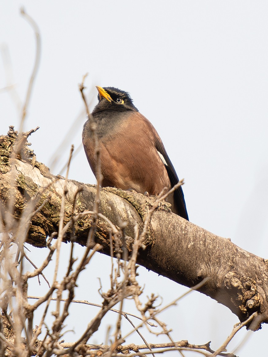 Common Myna - ML620912546