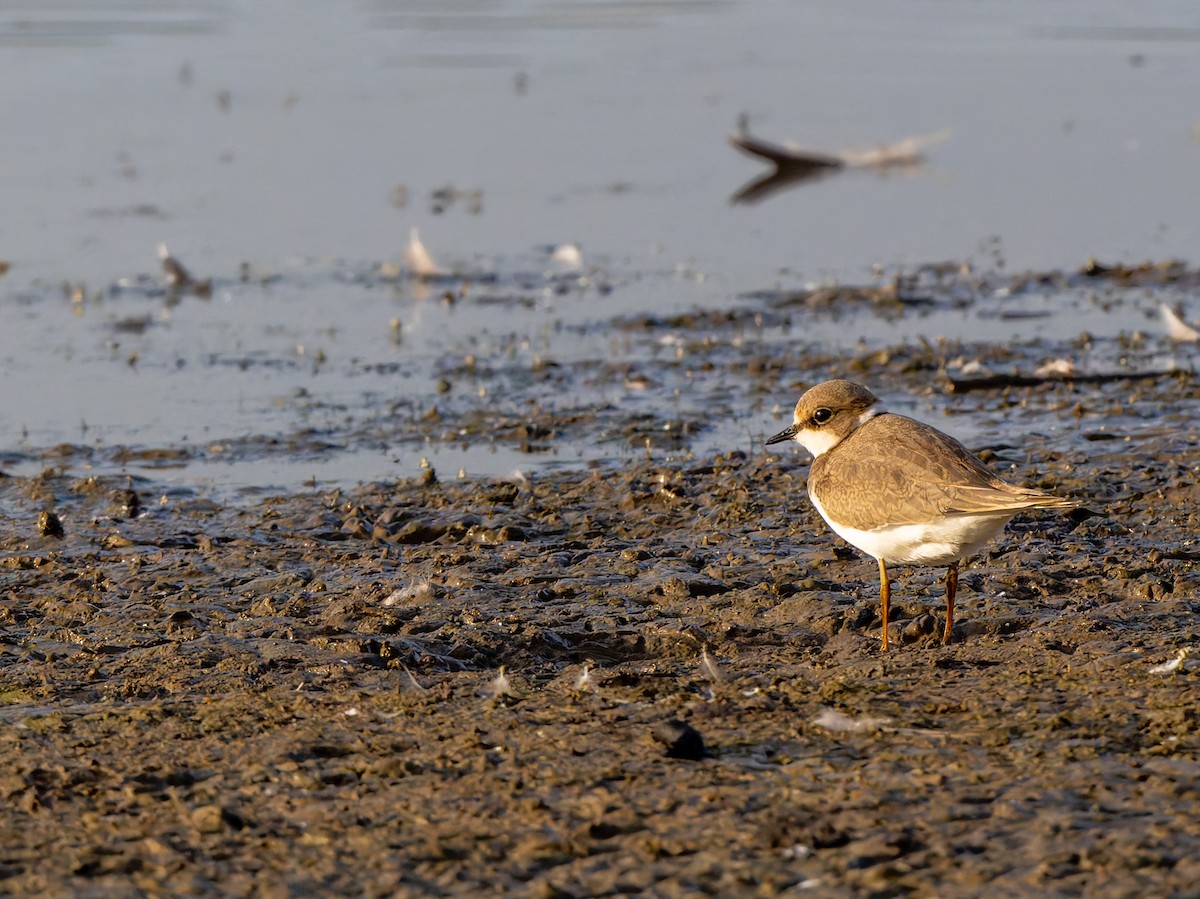 Little Ringed Plover - ML620912547