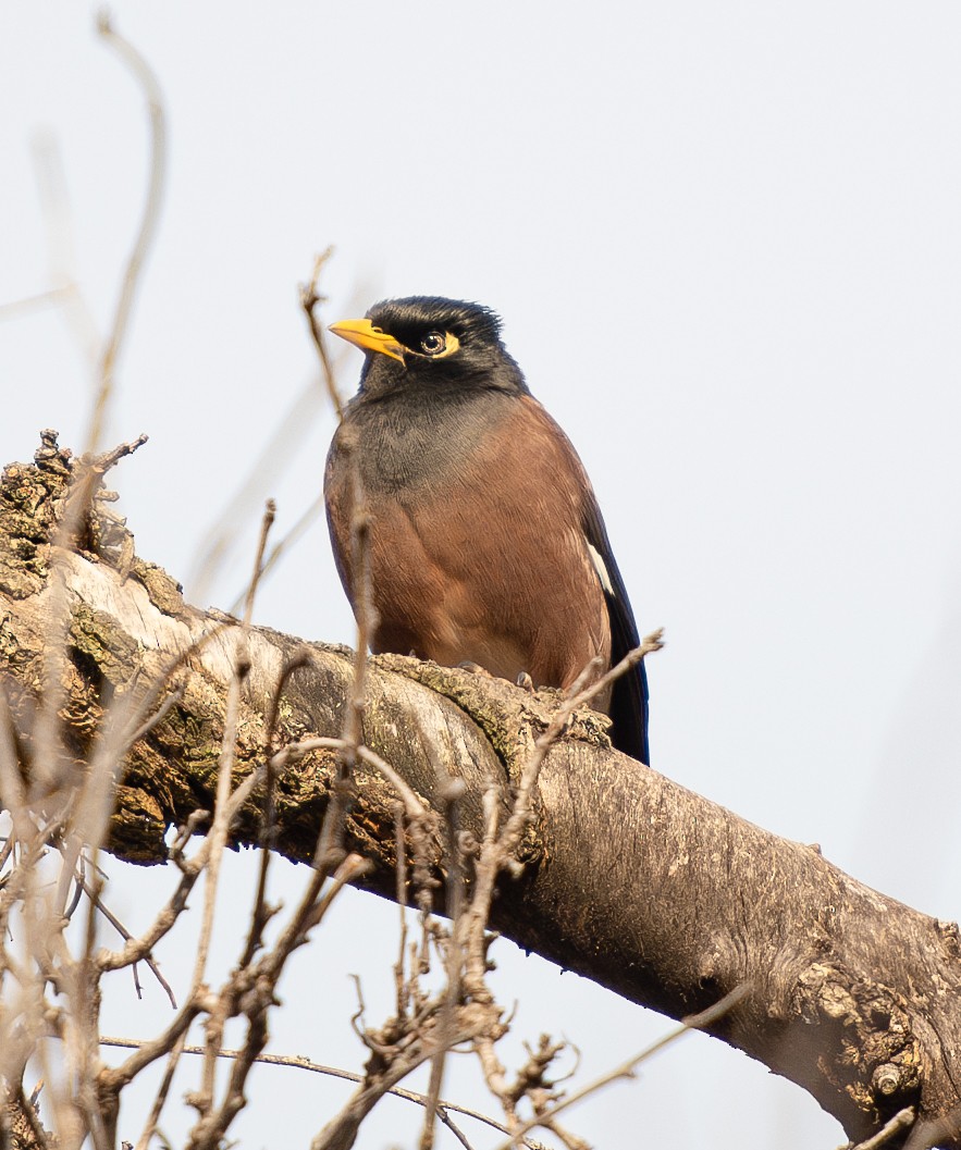 Common Myna - ML620912551