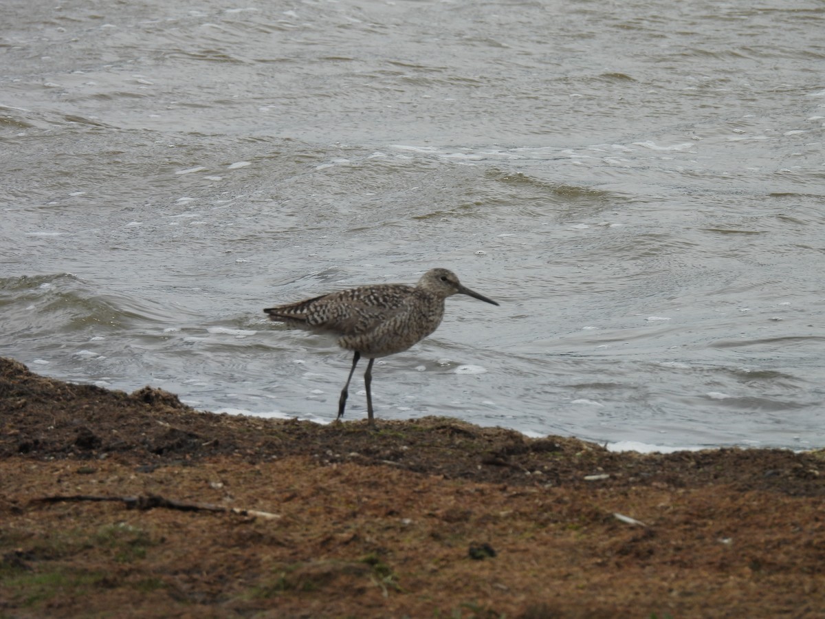 Willet - ML620912560